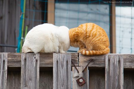 Diese Tierfotos der Comedy Pet Photo Awards 2022 bringen Sie zum Lachen