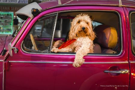 Diese Tierfotos der Comedy Pet Photo Awards 2022 bringen Sie zum Lachen
