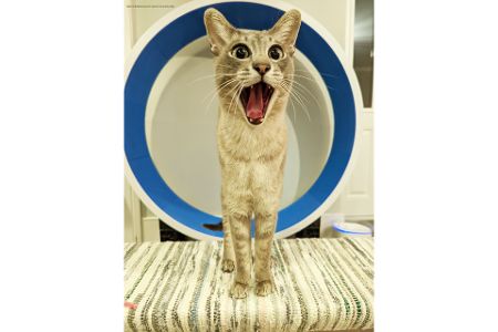 Diese Tierfotos der Comedy Pet Photo Awards 2022 bringen Sie zum Lachen