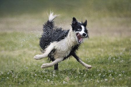 Diese Tierfotos der Comedy Pet Photo Awards 2022 bringen Sie zum Lachen