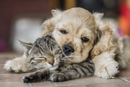 Diese Tierfotos der Comedy Pet Photo Awards 2022 bringen Sie zum Lachen