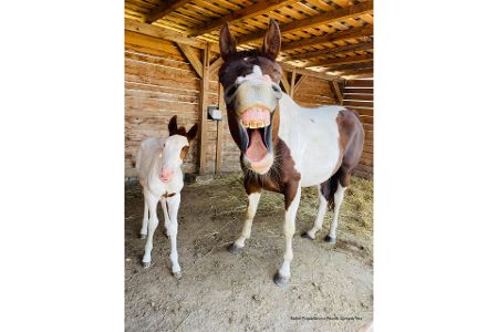Diese Tierfotos der Comedy Pet Photo Awards 2022 bringen Sie zum Lachen