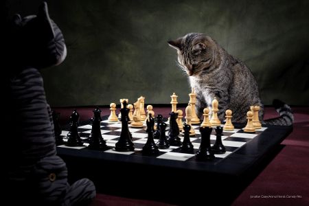 Diese Tierfotos der Comedy Pet Photo Awards 2022 bringen Sie zum Lachen
