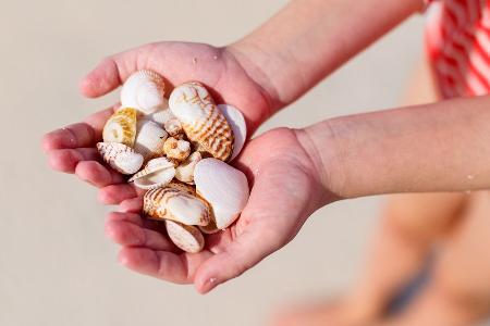 Muscheln am Strand sammeln: Wo ist es erlaubt? Muscheln am Strand sammeln: Wo ist es erlaubt?