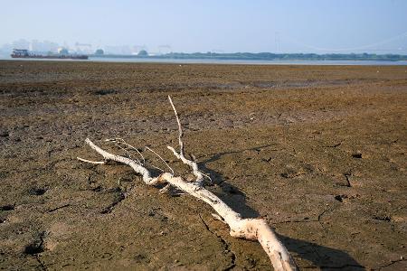 Ein abgestorbener Baum im Wattgebiet des Yangtze-Flusses. Die Dürre in China beeinträchtigt auch die Industrieproduktion. Ein abgestorbener Baum im Wattgebiet des Yangtze-Flusses. Die Dürre in China beeinträchtigt auch die Industrieproduktion.