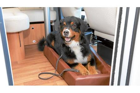 Leser-Workshop: Hund an Bord