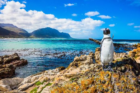 Am Boulders Beach in der Nähe von Kapstadt können Sie Pinguinen ganz nah kommen. Am Boulders Beach in der Nähe von Kapstadt können Sie Pinguinen ganz nah kommen.