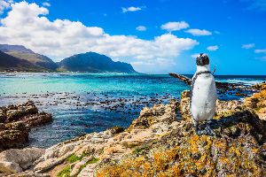 Gestrandet: Pinguine in Südafrika