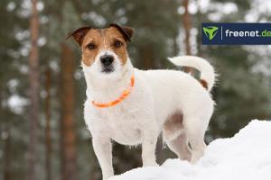 Leuchthalsband für Hunde im Vergleich