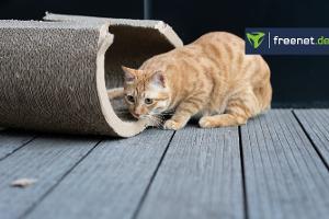 Kratzbretter für Katzen im Vergleich
