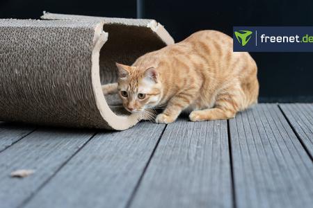Kratzbretter Katzen Kratzbretter Katzen