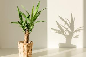 Pflanzen für fensterlose Zimmer: Diese Gewächse brauchen kaum Licht
