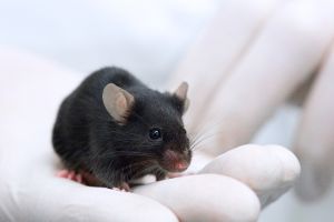 In den USA: Medikamente ohne Tierversuche