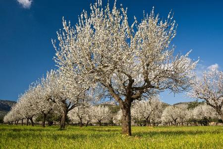Auf nach Mallorca! Die Mandelblüte lockt im Februar Auf nach Mallorca! Die Mandelblüte lockt im Februar