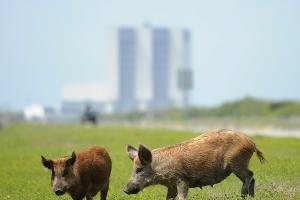 Erlass einer Bürgermeisterin: Fußballverbot für Wildschweine