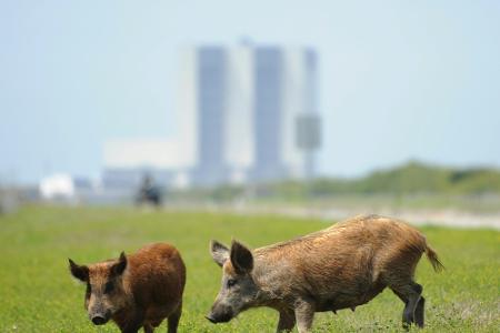Erlass einer Bürgermeisterin: Fußballverbot für Wildschweine Erlass einer Bürgermeisterin: Fußballverbot für Wildschweine