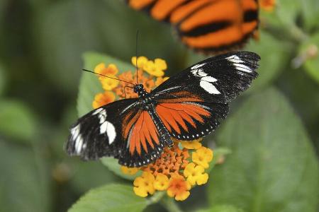Schmetterling