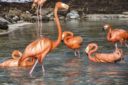 Flamingos 