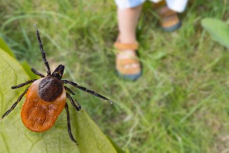 Es ist wieder Zeckensaison: Wie man sich vor FMSE schützt Es ist wieder Zeckensaison: Wie man sich vor FMSE schützt