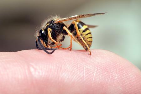 Richtig reagieren: Was bei Bienen- und Wespenstichen zu tun ist Richtig reagieren: Was bei Bienen- und Wespenstichen zu tun ist