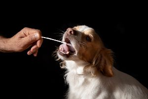 Gegen Hundehaufen: DNA-Tests ermitteln Halter
