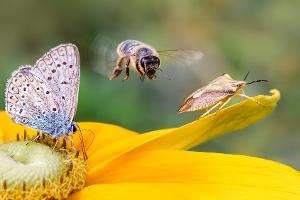 Nervig, aber wichtig fürs Ökosystem: Darf man Insekten töten?