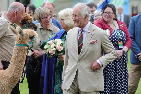König Charles III. zeigt sich bestens gelaunt beim Alpaka-Streicheln König Charles III. zeigt sich bestens gelaunt beim Alpaka-Streicheln