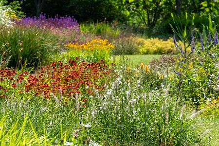 Klimawandel: Diese fünf Pflanzen passen jetzt in den Garten Klimawandel: Diese fünf Pflanzen passen jetzt in den Garten