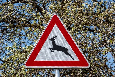 Wie definiert die Kfz-Versicherung bei einer Kollision Haarwild? Wie definiert die Kfz-Versicherung bei einer Kollision Haarwild?