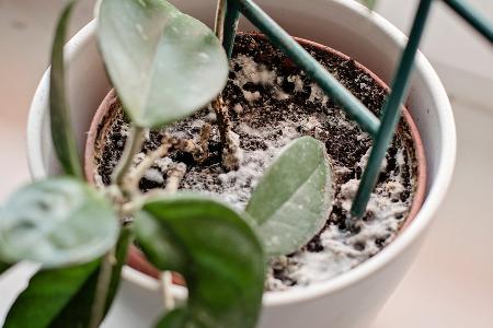 Gewusst? Das hilft bei weißen Flecken auf der Blumenerde Gewusst? Das hilft bei weißen Flecken auf der Blumenerde