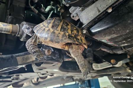 Schildkröten-Rettung Schildkröten-Rettung