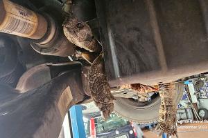 Schildkröte im Motorraum verkeilt