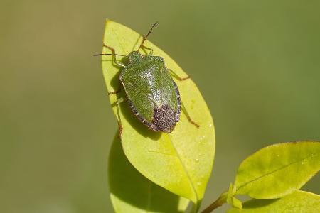 Unbeliebte Herbstgäste: Diese Hausmittel helfen gegen Stinkwanzen
