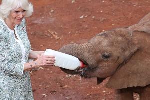 Königin Camilla gibt einem Elefantenbaby in Kenia die Flasche