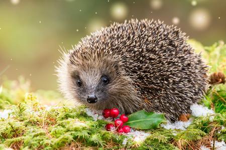Hilfe für Igel: So wird der Garten zum gemütlichen Winter-Unterschlupf Hilfe für Igel: So wird der Garten zum gemütlichen Winter-Unterschlupf