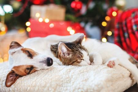 Gefahren zu Weihnachten: So bleiben Hund, Katze und Co. in Sicherheit Gefahren zu Weihnachten: So bleiben Hund, Katze und Co. in Sicherheit