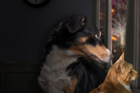 Lärm an Silvester: Ängstliche Haustiere vor Stress schützen Lärm an Silvester: Ängstliche Haustiere vor Stress schützen
