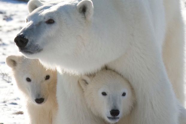 eisbärfamilie