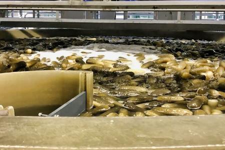 Gurkenwasser Winterdienst Gurkenwasser Winterdienst
