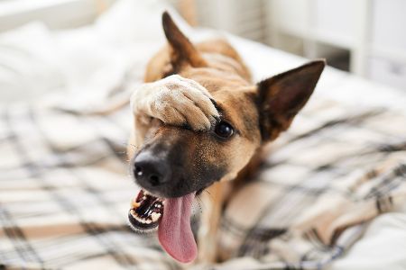 Hund als Haustier Hund als Haustier