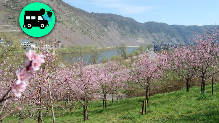 Alpaca Camping an der Mosel