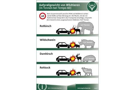Wildunfälle 
