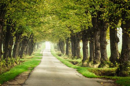 Allee
