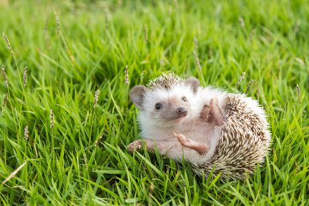 Igel kugelt sich auf Rasen