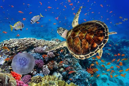 Korallenriff mit Schildkröte, Qualle und Fischen