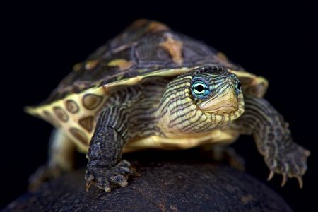 Schildkröte in Frontansicht