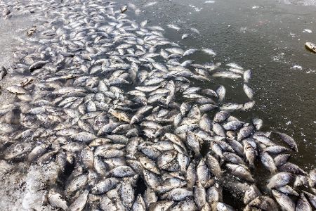Tote Fische treiben in einem Gewässer