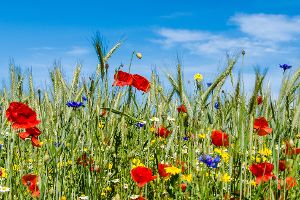 Naturschutzmaßnahmen verbessern Biodiversität