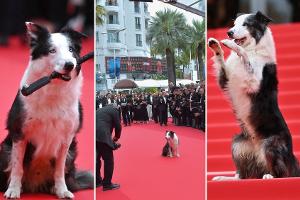 Border Collie Messi in Cannes: Sandra Hüllers Filmhund als Highlight