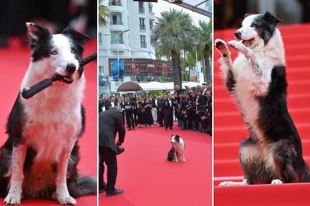 Border Collie Messi in Cannes: Sandra Hüllers Filmhund als Highlight Border Collie Messi in Cannes: Sandra Hüllers Filmhund als Highlight